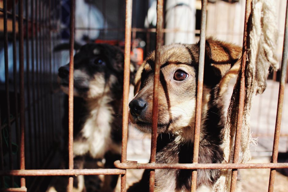 Aussie Couple Launch $20,000 GoFundMe to Bring Bali Rescue Dog Home to Australia
