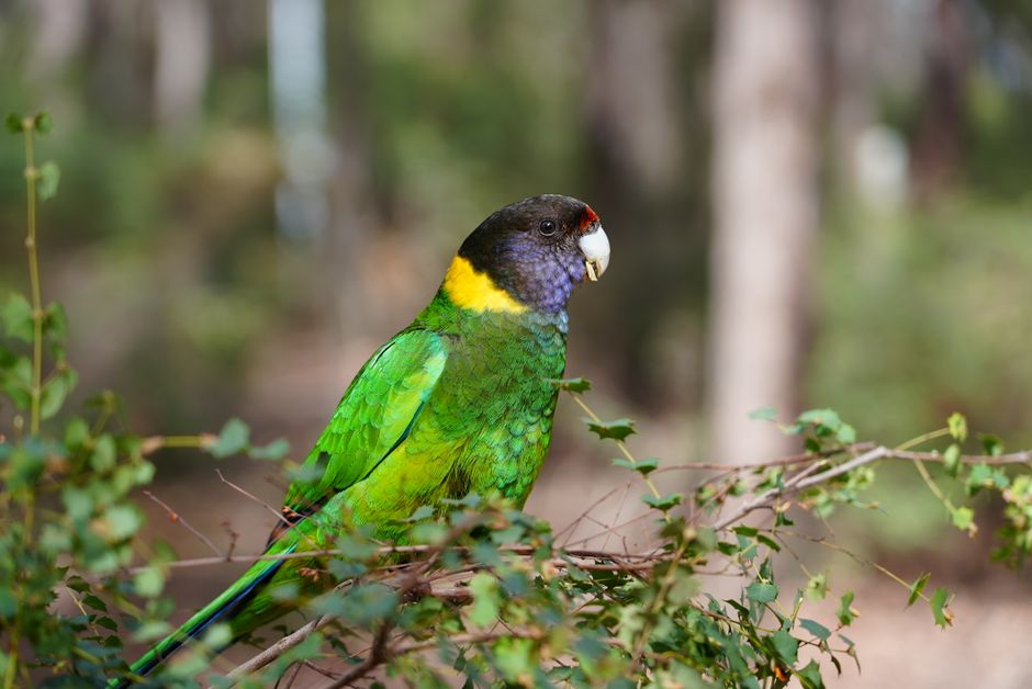 Australia to Vaccinate At-Risk Native Birds Against H5N1 Bird Flu as Outbreak Spreads