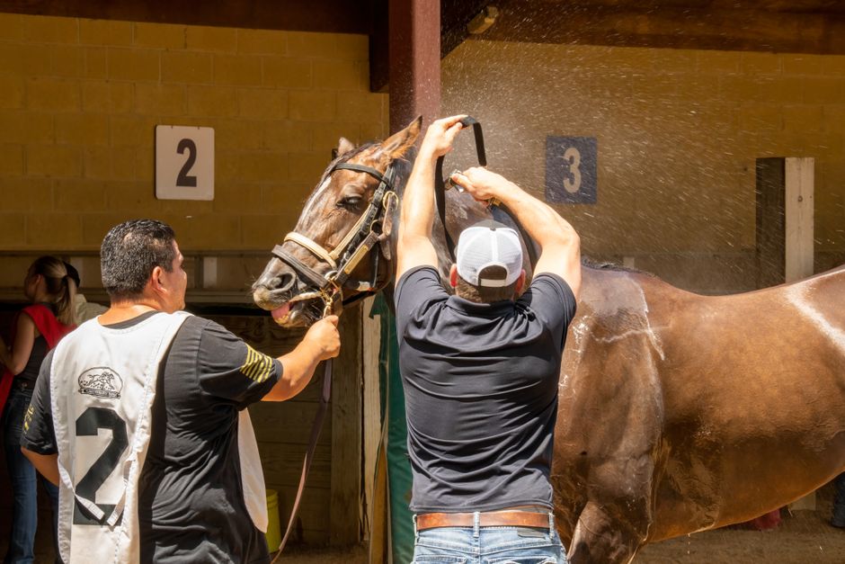 Men washing a racehorse at Shakopee stables, showcasing equestrian care.