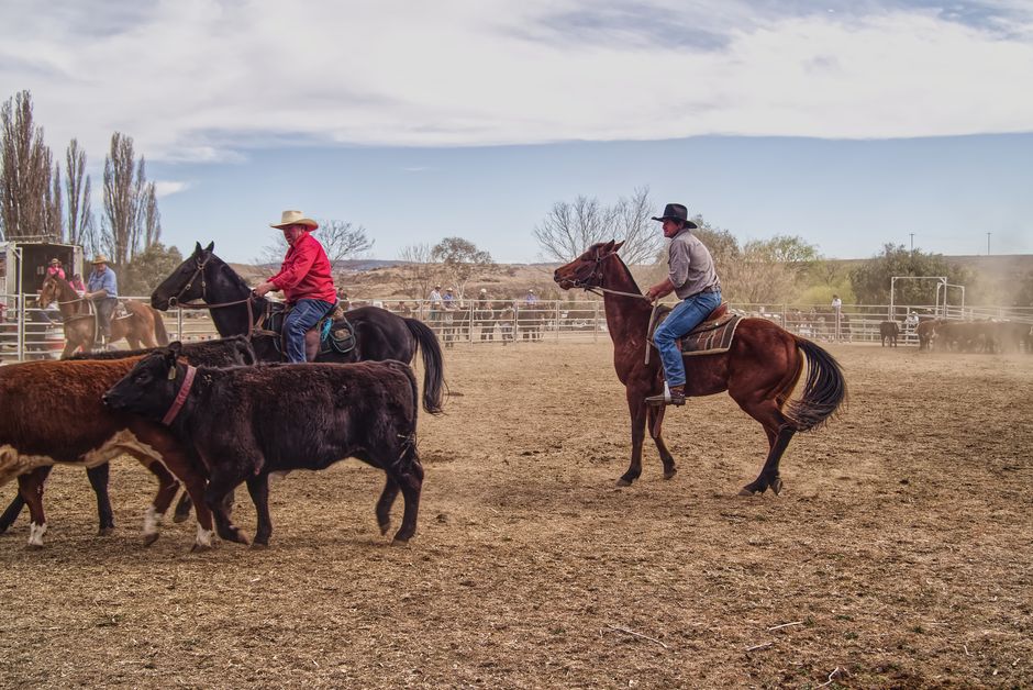Cowboys herding cattle on horseback at an Australian ranch.