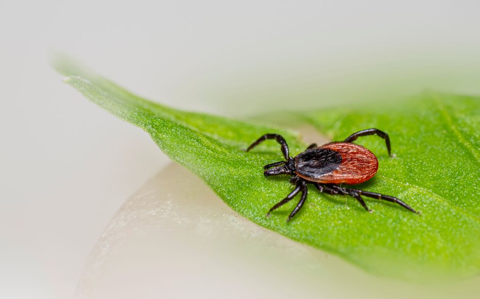 Cyclospora Parasite Spreading Across US: At Least 145 Infected, 20 Hospitalised