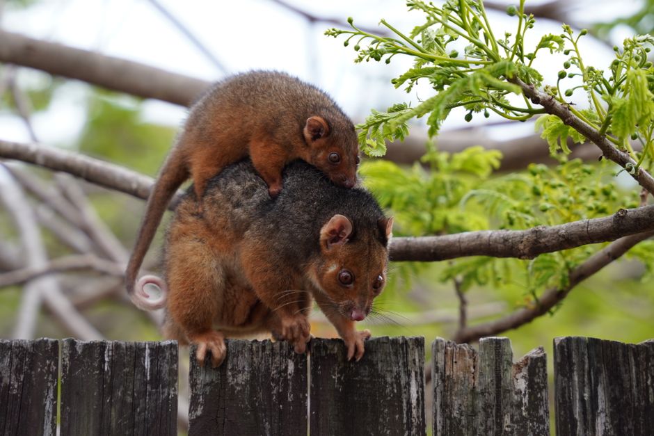 Decade of Conservation Work Returns Native 'Rat Kangaroos' to Remote Dirk Hartog Island