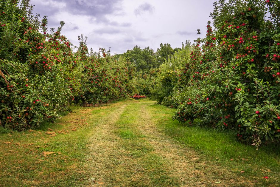 Farmer Wants A Wife couple David and Emily McMahon launch French-inspired wedding venue on Queensland apple orchard