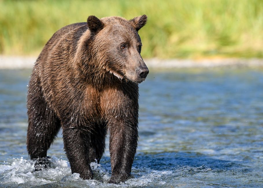 Fat Bear Week 2026: Backpack the gentle giant crowned champion with over 100,000 votes
