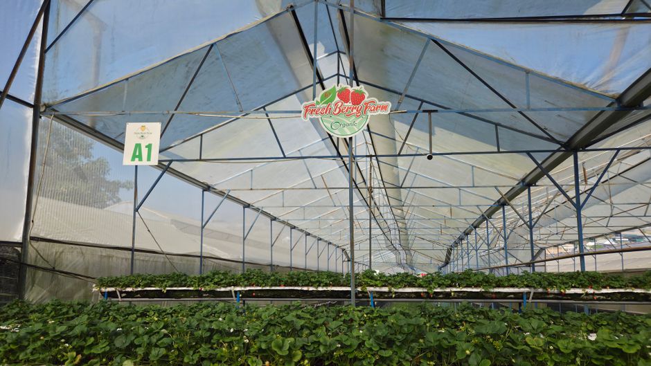 Federal Government Moves to Reassure Australians Over Plan to Raise Pesticide Levels on Berries
