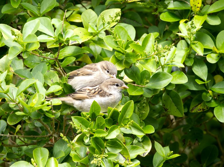 High PFAS Levels Found in Young Sparrows Near Melbourne's South-West Military and Industrial Sites