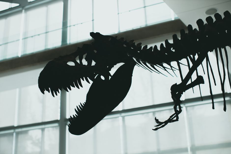 Mystery bidder pays record $71.7 million for T-rex fossil nicknamed 'Gus'