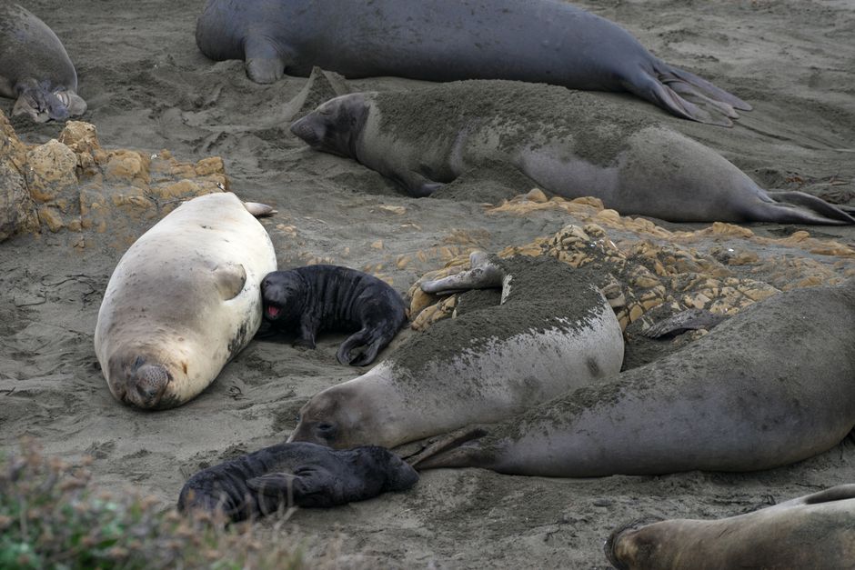 Neil the Seal Causes Chaos at Tasmanian Petrol Station as Experts Urge Public to Keep Their Distance