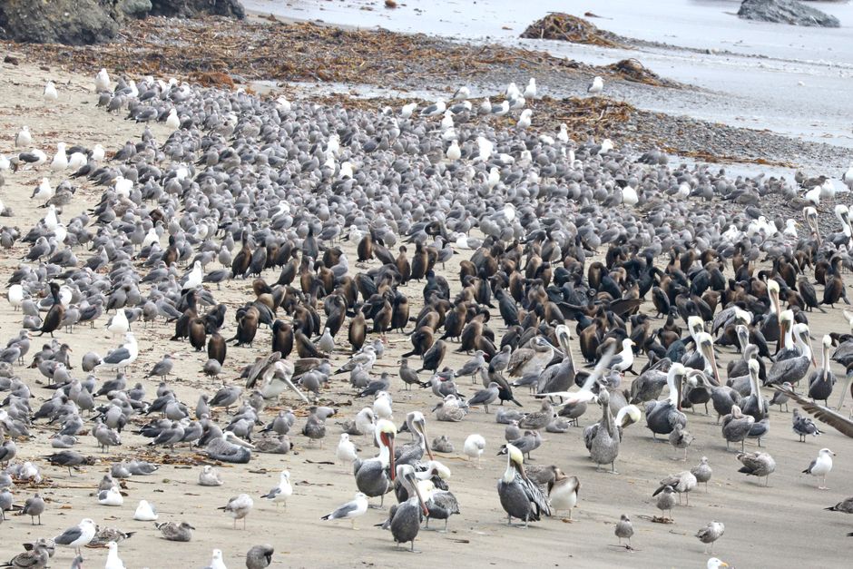 NSW Activates Bird Flu Response Plan After H5N1 Confirmed in Dead Seabird Near Hawks Nest