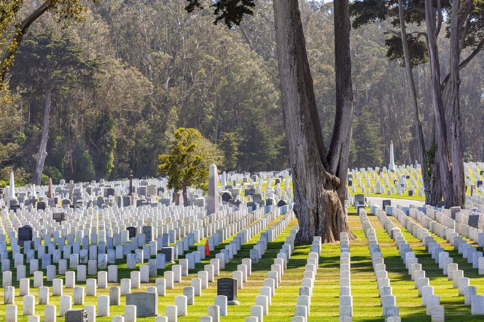 Peaceful cemetery landscape with rows of tombstones under tall trees.
