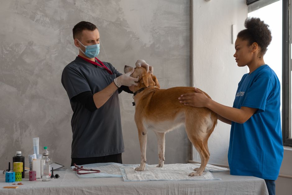 Queensland beagle sisters Scooter and Jada rushed to emergency vet after devouring 1.1kg packet of jelly snakes