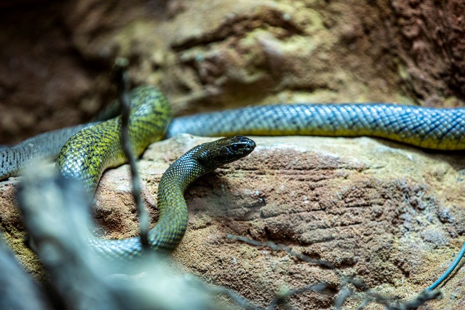 Snake Season Is Back: What to Do If You Encounter a Snake in Your Home or Garden