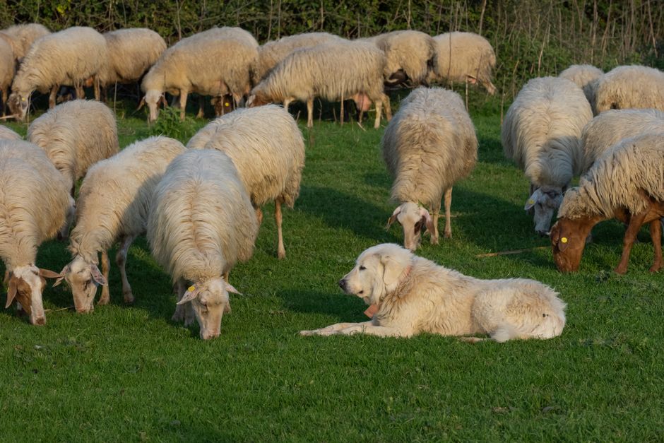 The Italian dog breed helping Australian farmers protect their livestock from predators