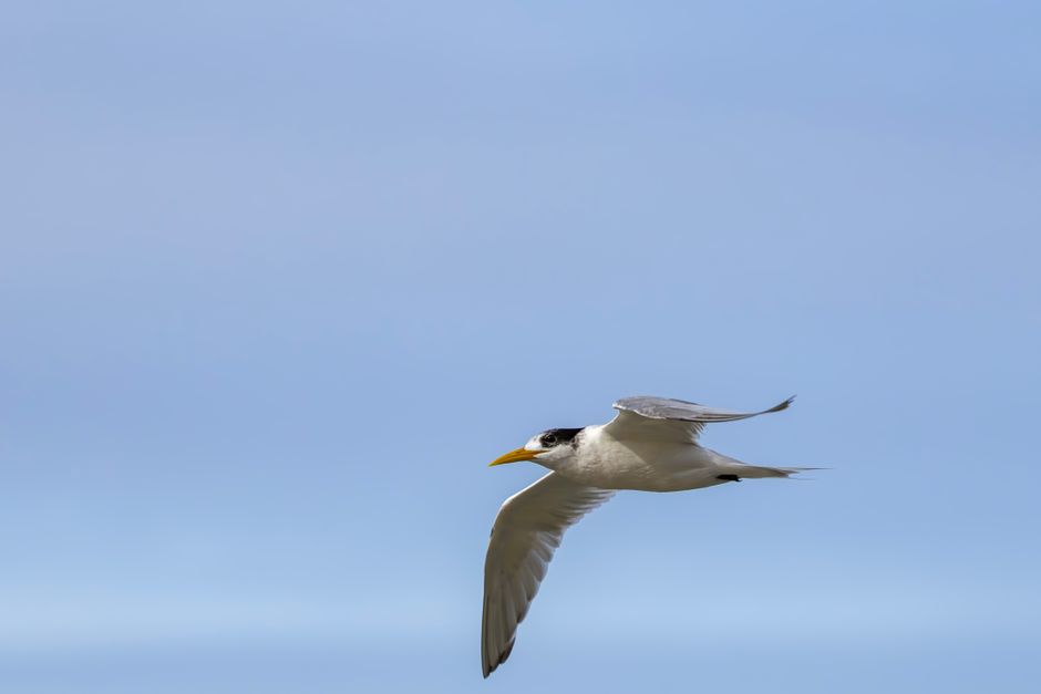 Victoria records its first case of H5 bird flu after tern found in Portland