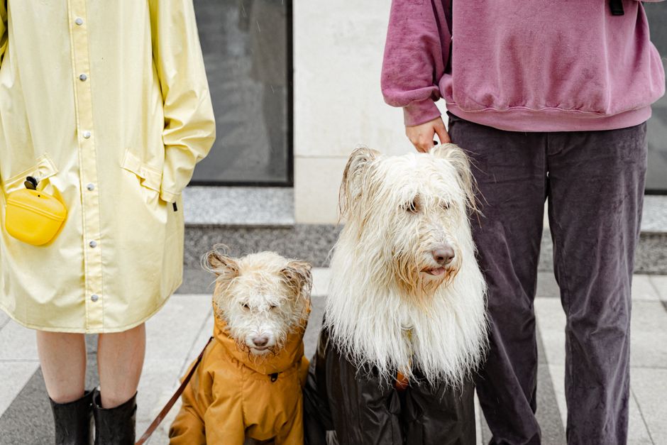 A couple and their two dogs in raincoats stand outdoors on a rainy day, capturing a moment of city life.