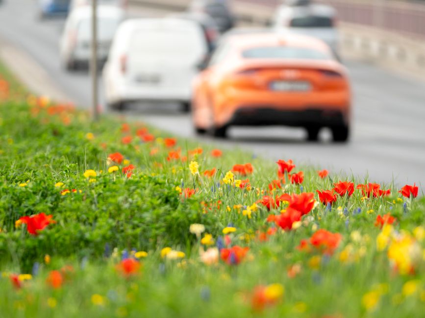 Wildflower Picks on WA's Bussell Highway Spark Safety Warning from Main Roads