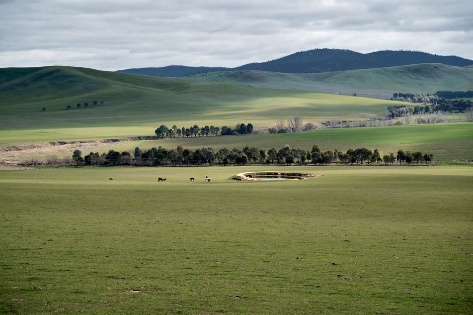 Worker Shortage May Have Allowed $1.7 Million Sheep Theft to Go Undetected for Months