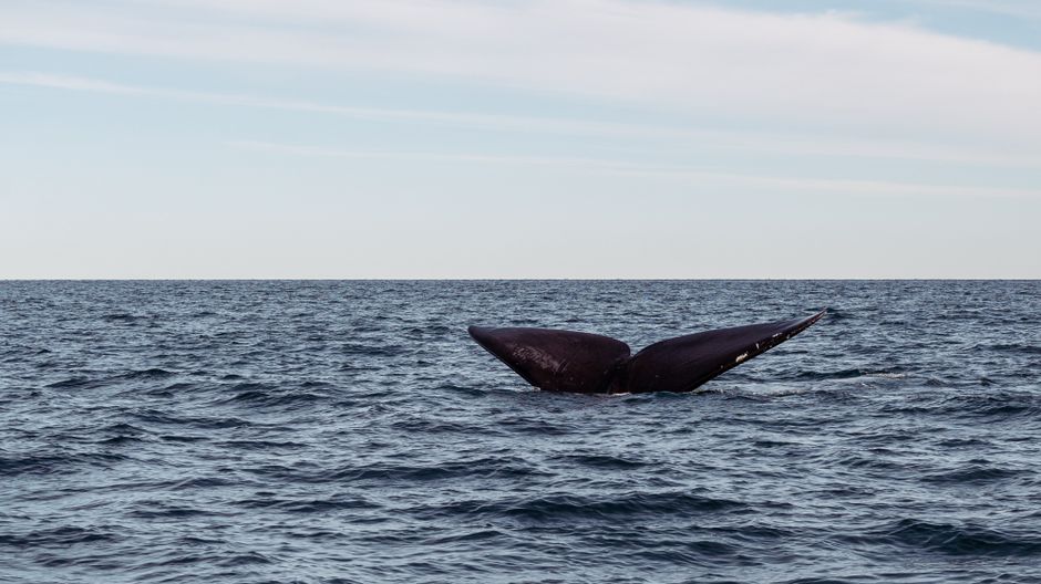 Young Whale Stranded in WA's Peel-Harvey Estuary for Over a Week